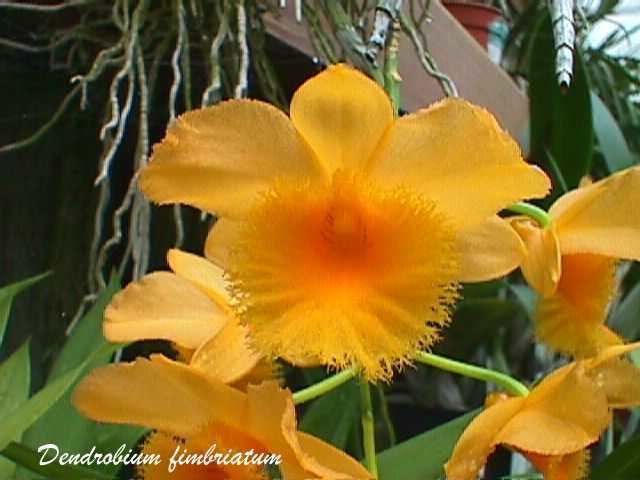 Dendrobium fimbriatum wwworchidspeciescomorphotdirdendfimbriatumjpg