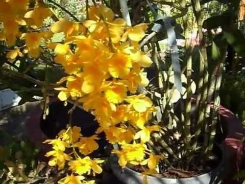 Dendrobium fimbriatum DENDROBIUM FIMBRIATUM 2012 YouTube