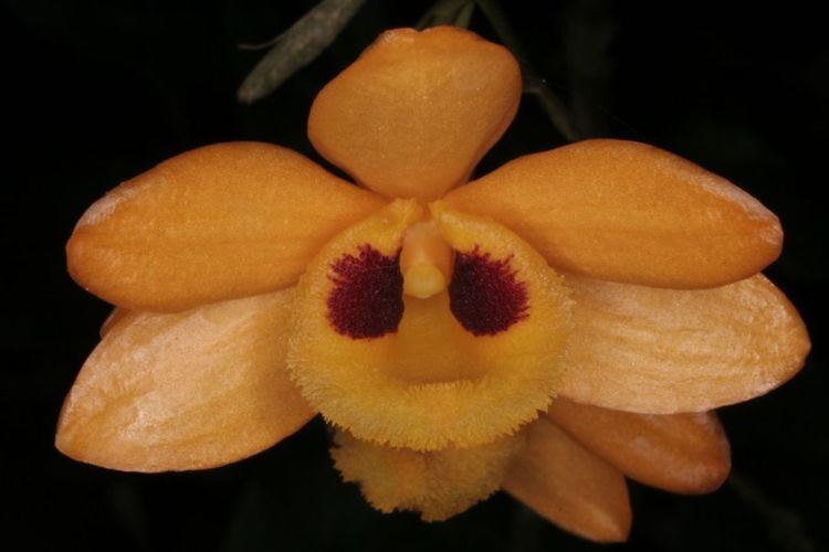Dendrobium gibsonii IOSPE PHOTOS