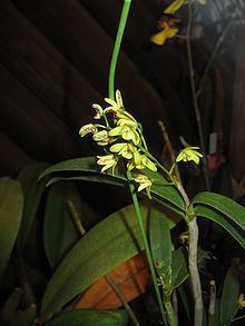 Dendrobium gracilicaule httpsuploadwikimediaorgwikipediacommonsthu