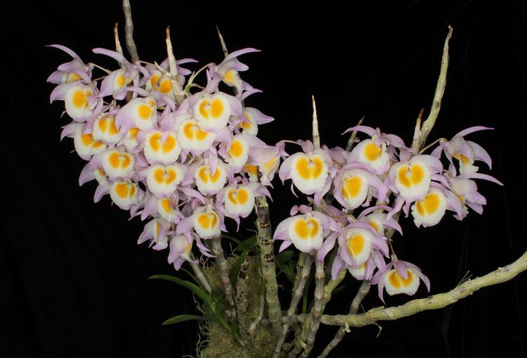 Dendrobium gratiosissimum Dendrobium gratiosissimum Orchidaceae Dendrobiinae By Steve