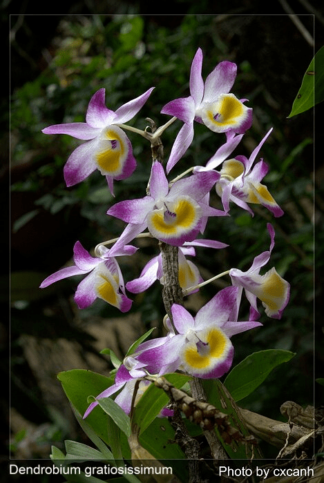Dendrobium gratiosissimum Very nice Dendrobium gratiosissimum blooming