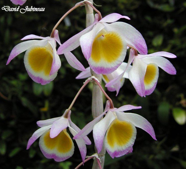 Dendrobium gratiosissimum wwworchidspeciescomorphotdirdengrattiosimiumjpg