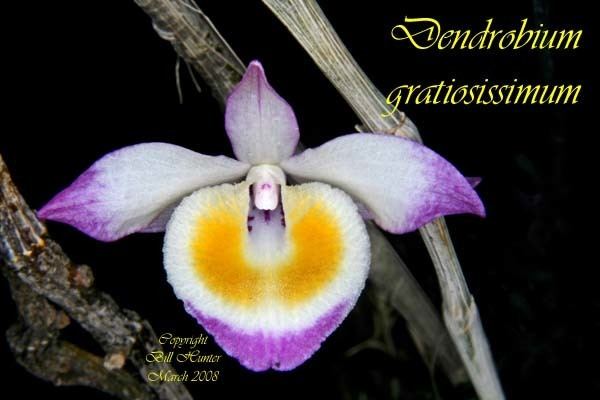 Dendrobium gratiosissimum Species Specific Forum Growing Orchids and Hybrids View topic