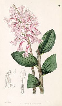 Dendrobium hasseltii httpsuploadwikimediaorgwikipediacommonsthu