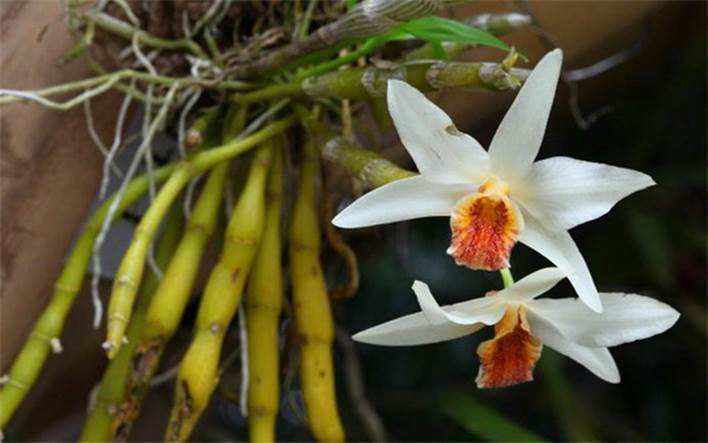 Dendrobium heterocarpum Dendrobium heterocarpum orchids seeds