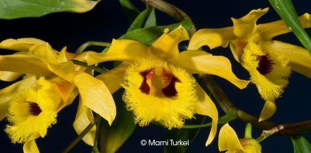 Dendrobium hookerianum wwworchidspeciescomorphotdirdenhookerianumjpg