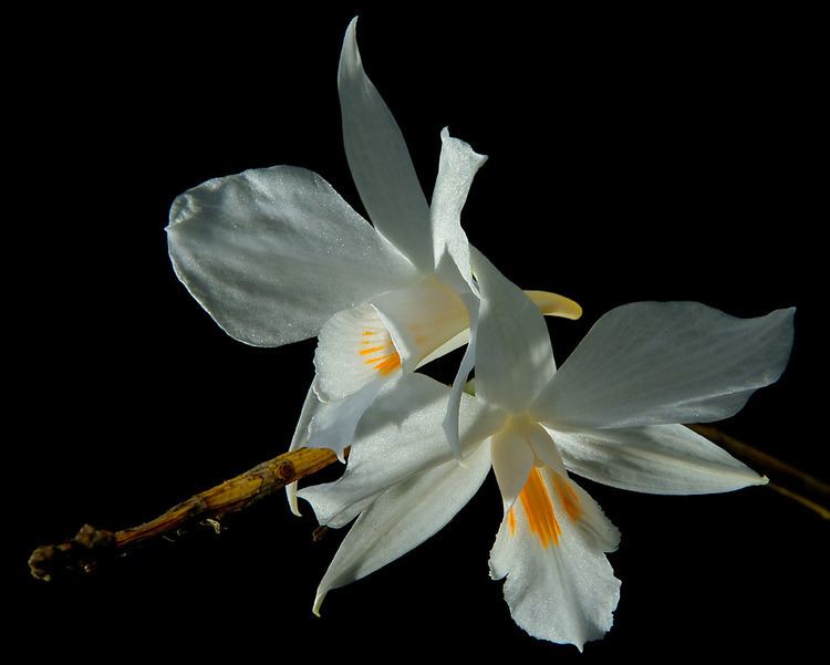 Dendrobium infundibulum IOSPE PHOTOS