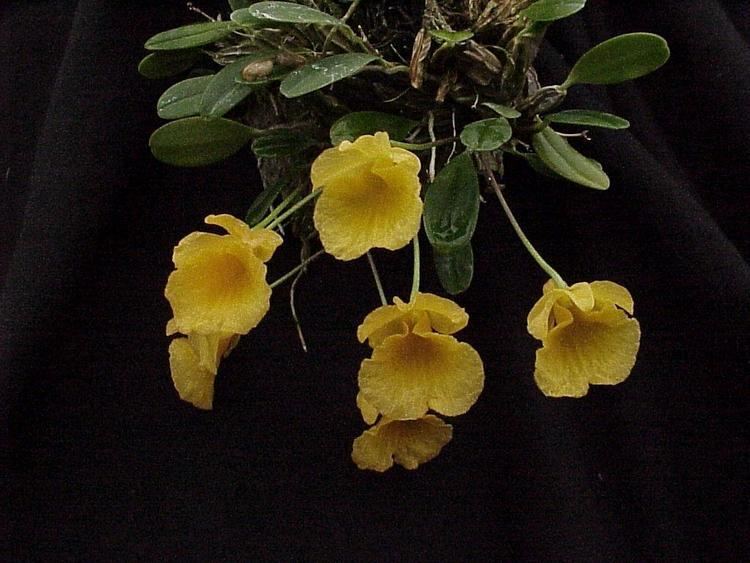 Dendrobium jenkinsii IOSPE PHOTOS