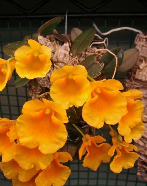 Dendrobium jenkinsii wwworchidspeciescomorphotdirdendjenkinsiijpg