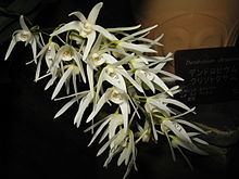 Dendrobium jonesii httpsuploadwikimediaorgwikipediacommonsthu