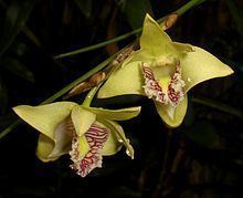 Dendrobium junceum httpsuploadwikimediaorgwikipediacommonsthu