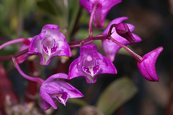 Dendrobium kingianum imp3936jpg