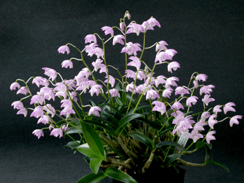 Dendrobium kingianum Dendrobium kingianum Care Sheet