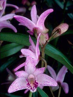 Dendrobium kingianum wwwaosorgAOSmediaContentImagesOrchidsDenk