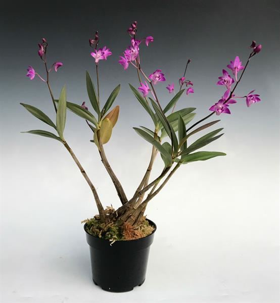 Dendrobium kingianum Dendrobium kingianum presented by Orchids Limited