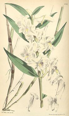 Dendrobium lasioglossum httpsuploadwikimediaorgwikipediacommonsthu