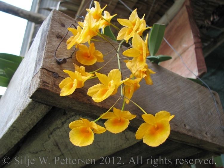 Dendrobium lindleyi Dendrobium lindleyi varaggregatum Orchids Small pots of joy