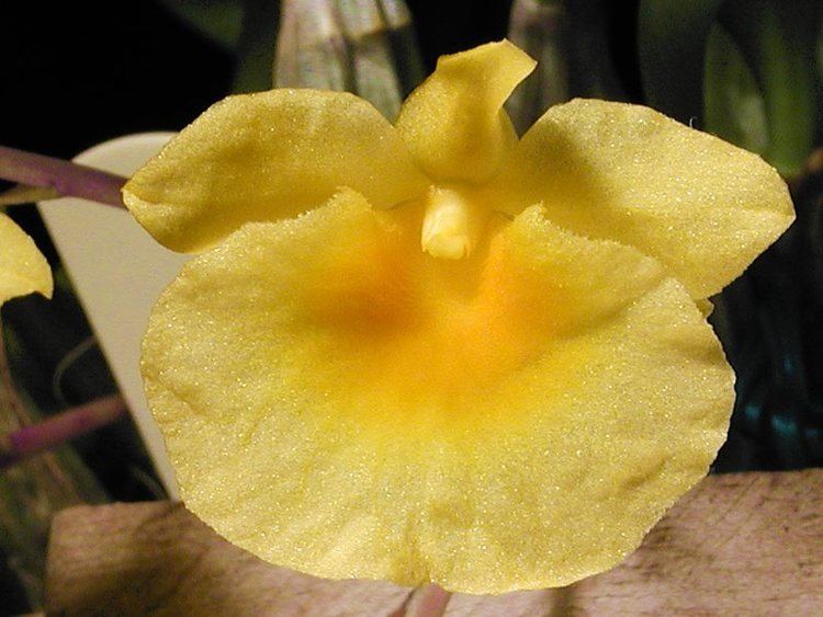 Dendrobium lindleyi wwworchidspeciescomorphotdirdenlindleyijpg