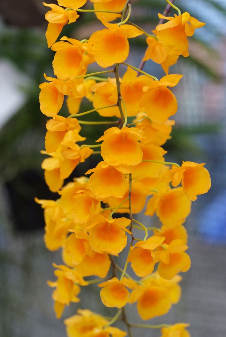 Dendrobium lindleyi Dendrobium lindleyiPick An Orchid