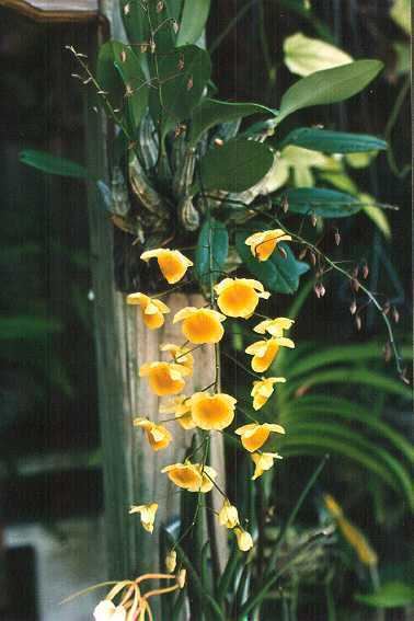 Dendrobium lindleyi IOSPE PHOTOS