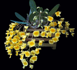 Dendrobium lindleyi Dendrobium lindleyi aggregatum var majus 6quot basket husky