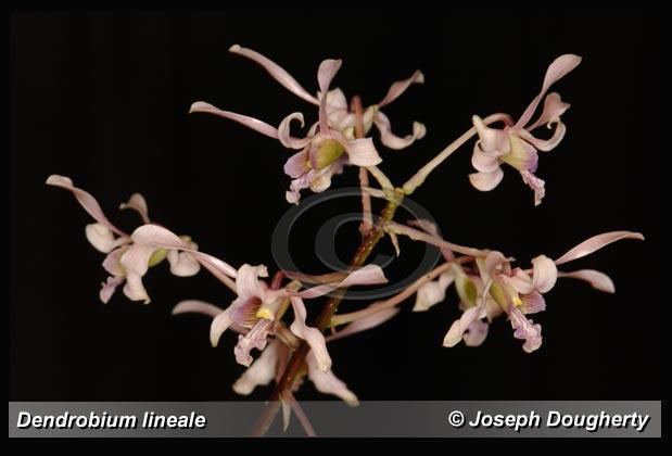 Dendrobium lineale IOSPE PHOTOS