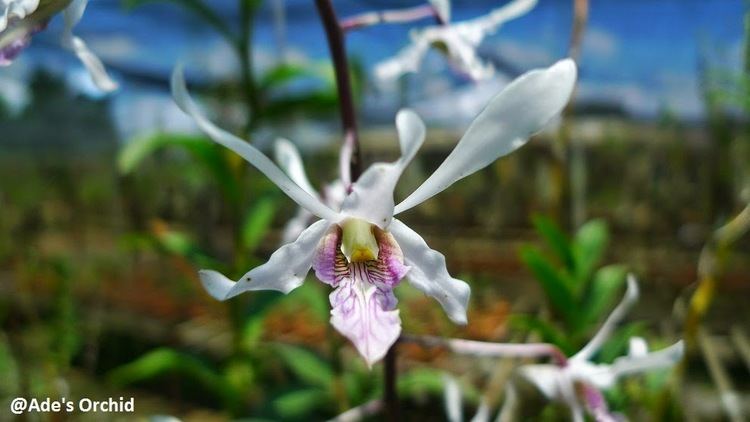 Dendrobium lineale Ade39s Orchid Dendrobium lineale