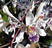 Dendrobium lineale httpsuploadwikimediaorgwikipediacommonsthu