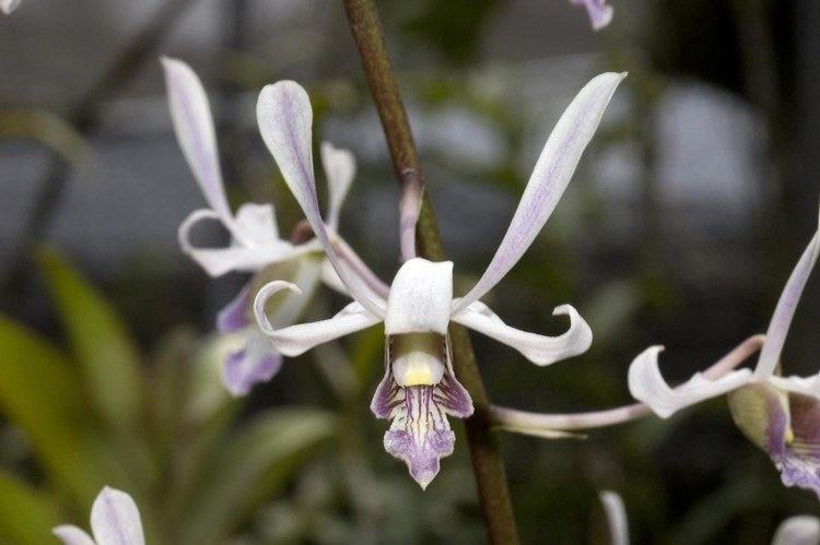 Dendrobium lineale Dendrobium lineale Andi Widjaja Flickr