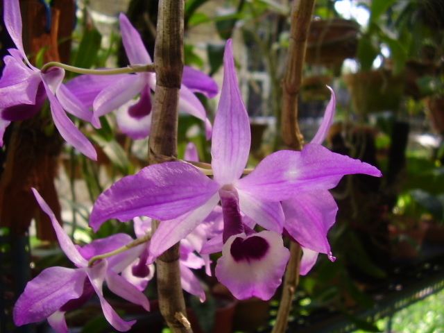 Dendrobium lituiflorum care and culture