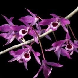 Dendrobium lituiflorum Dendrobium lituiflorum sp OrchidTreecom