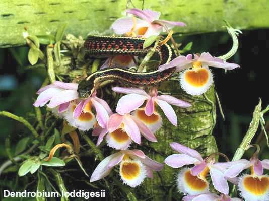 Dendrobium loddigesii IOSPE PHOTOS