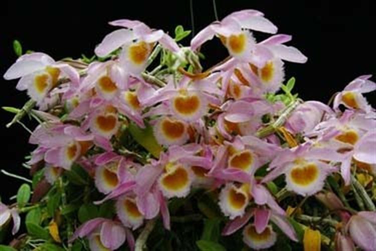 Dendrobium loddigesii Dendrobium loddigesii presented by Orchids Limited