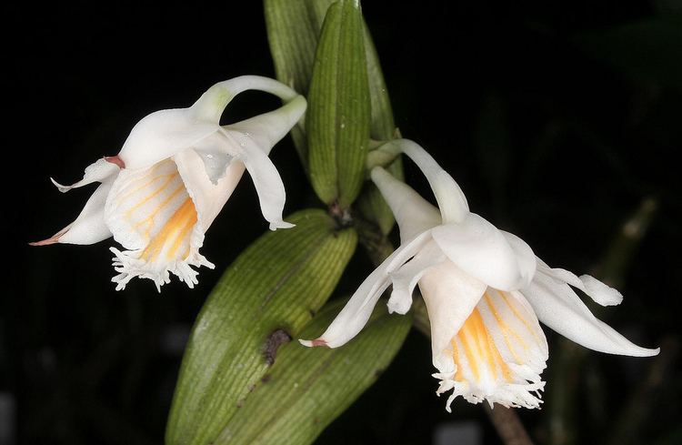 Dendrobium longicornu IOSPE PHOTOS
