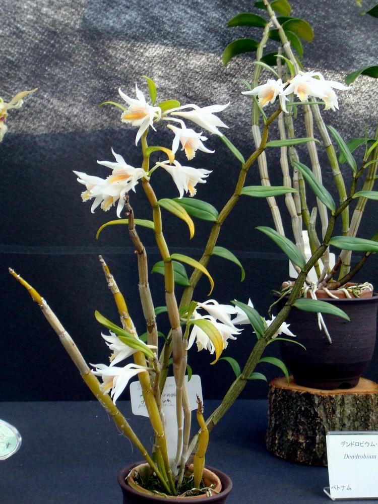 Dendrobium longicornu Dendrobium longicornu Lindley