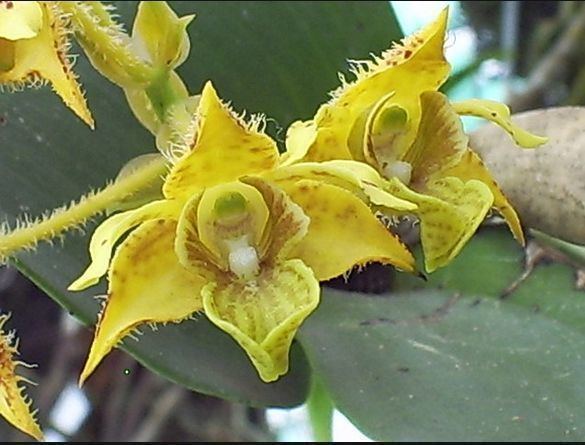 Dendrobium macrophyllum wwworchidspeciescomorphotdirdenmacrophyllumvar