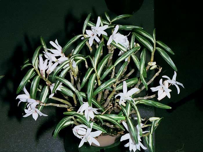 Dendrobium moniliforme IOSPE PHOTOS