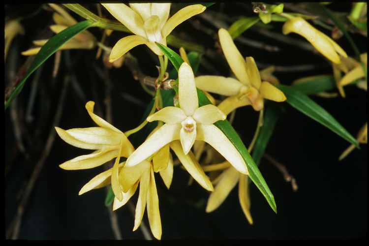Dendrobium moniliforme IOSPE PHOTOS