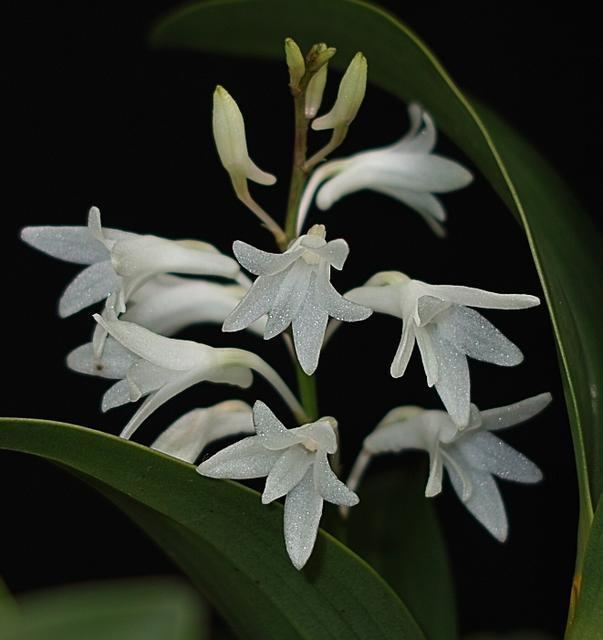 Dendrobium moorei wwworchidspeciescomorphotdirdenmooreijpg