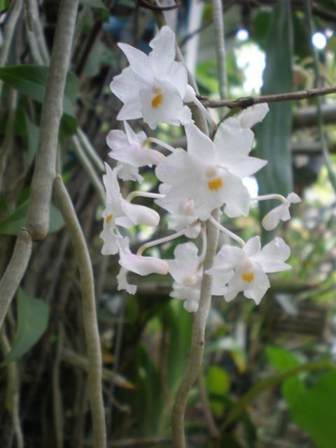 Dendrobium mutabile Dendrobium mutabile