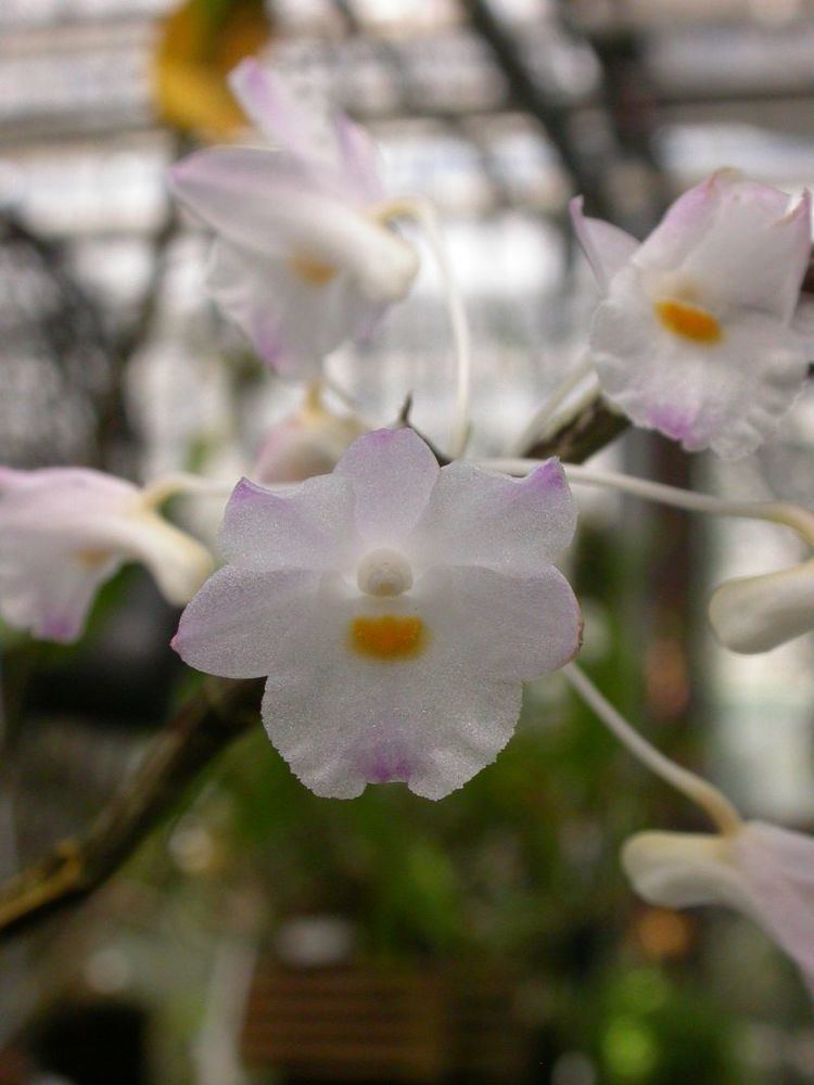 Dendrobium mutabile wwworchidspeciescomorphotdirdendrobiumutabilejpg