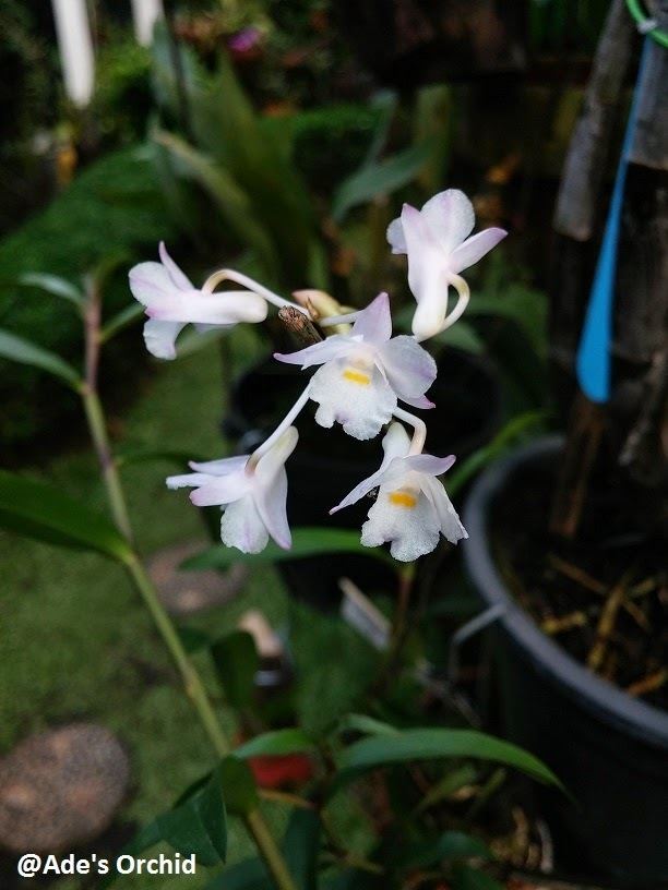 Dendrobium mutabile Ade39s Orchid Dendrobium mutabile