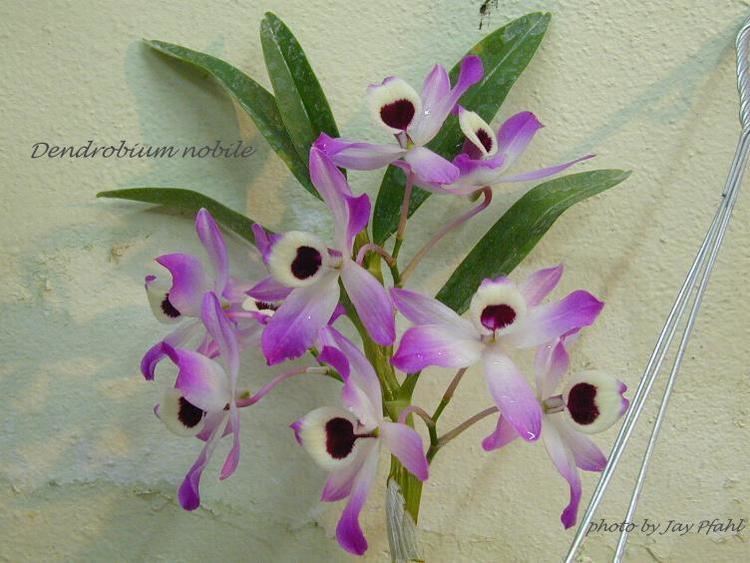 Dendrobium nobile IOSPE PHOTOS