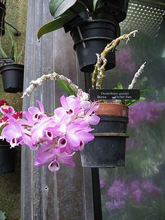 Dendrobium parishii httpsuploadwikimediaorgwikipediacommonsthu