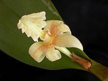 Dendrobium plicatile httpsuploadwikimediaorgwikipediacommonsthu