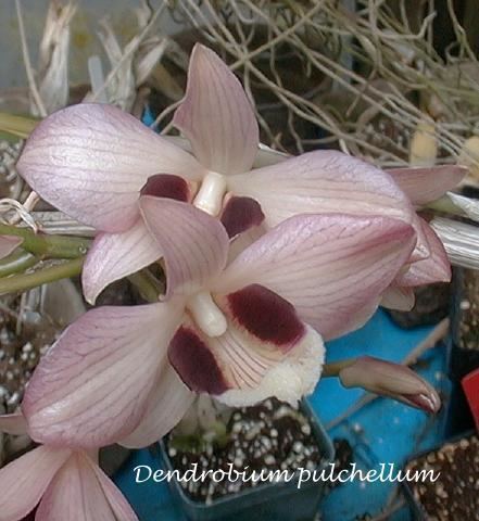 Dendrobium pulchellum wwworchidspeciescomorphotdirdenpulchellumjpg