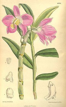 Dendrobium regium httpsuploadwikimediaorgwikipediacommonsthu