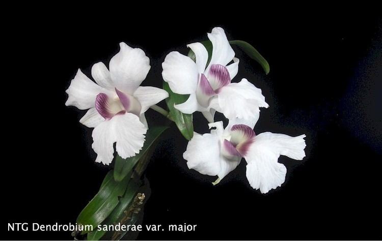 Dendrobium sanderae sanderae var