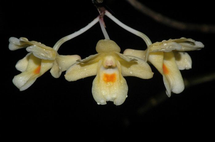 Dendrobium sanguinolentum Dendrobium sanguinolentum